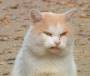people:angry-cat.jpg